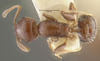Media type: image;   Entomology 16371 Aspect: habitus dorsal view